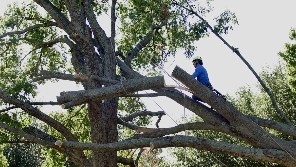 Professional Crown Thinning performed by certified arborists in Kiel