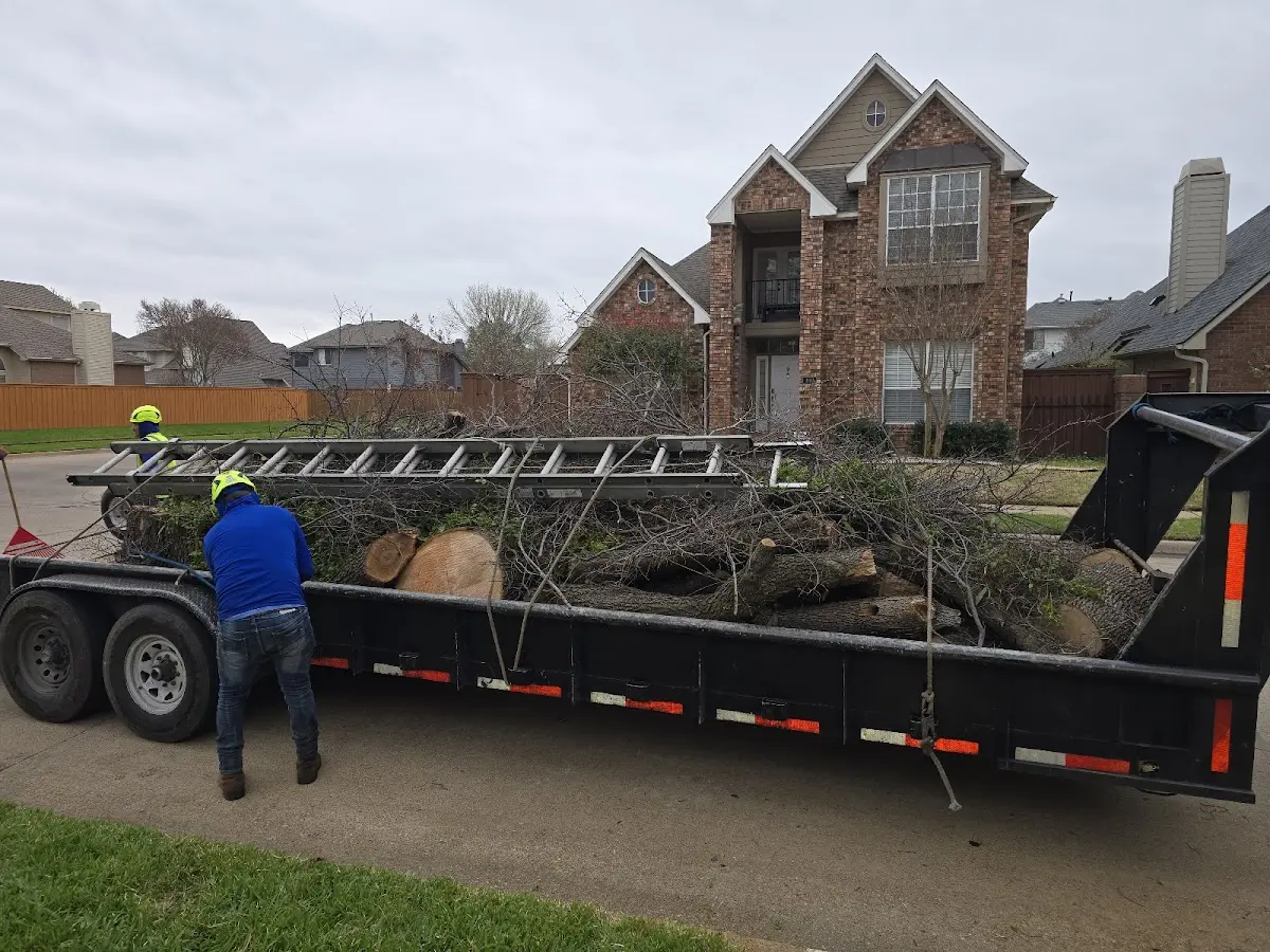 Expert Tree Removal with proper safety equipment in Kiel